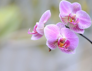 Orchid violet