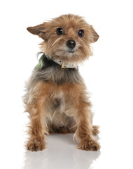 Yorkshire Terrier (9 years old)