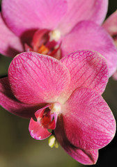 Fototapeta na wymiar Orchid czerwony