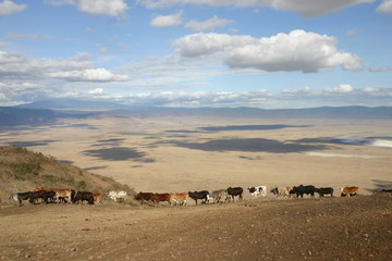 Kuhherde am Ngorongoro-Krater