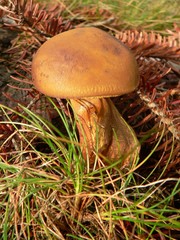 Suillus mushroom