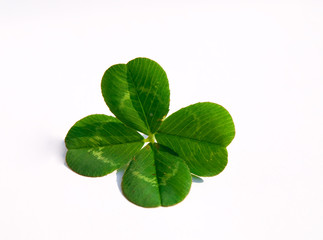 green clover © Željko Radojko