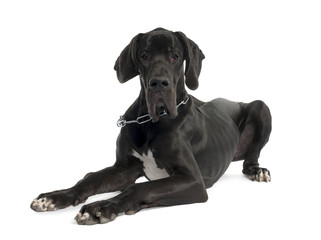 Great Dane puppy (7 months old)