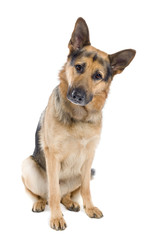 german shepherd (2 years old)