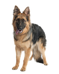 german shepherd (7 months old)