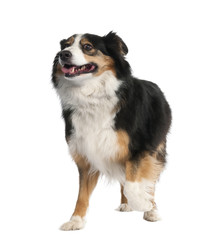 Mixed-Breed Dog between a border collie and a bernese montaine d