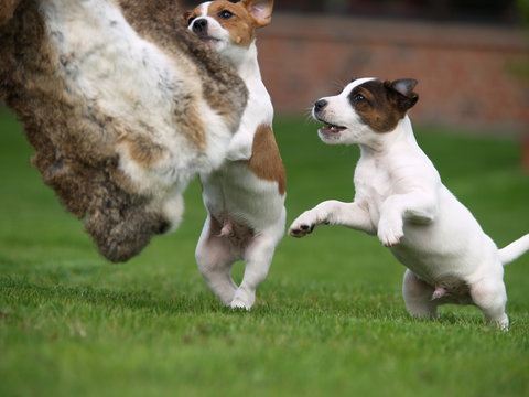 kleine jagdhunde