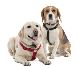 Couple of a Beagle and a labrador (4 and 2 years old)
