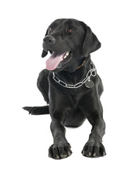 Labrador (2 years old)