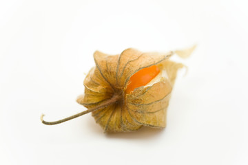 Physalis