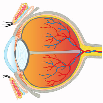 Eye anatomy - Cross section view