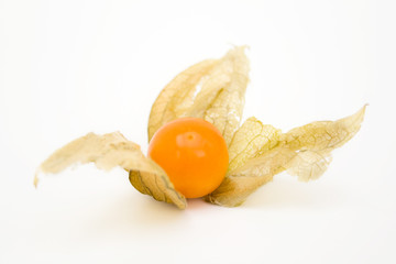 Physalis