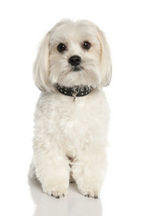 Bastard (2 years old)