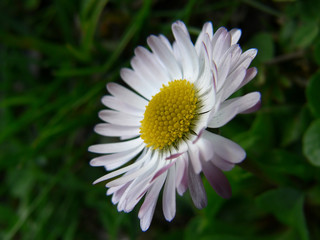 Obraz premium Daisy flower