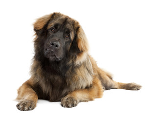 Leonberger (10 months old)