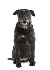 Obraz premium Mixed-Breed Dog between a bernese mountain and an american staff