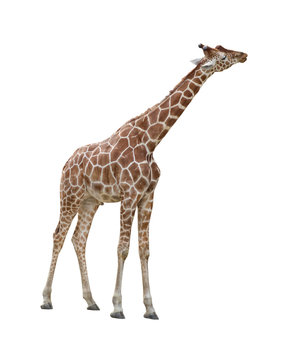Giraffe kissing cutout
