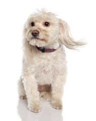 Mixed-Breed Dog between a maltese and a Coton de Tulear (5 years