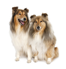 group of two shelties (5 and 6 years old)