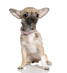 chihuahua (2 years old)