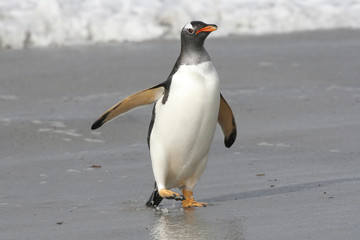 Gentoo penguin landing on a beach on teh Falkland Islands