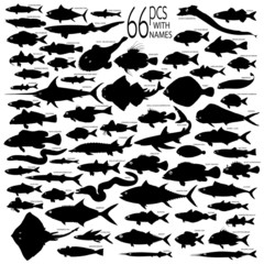 66 pieces of vectoral fish silhouettes.