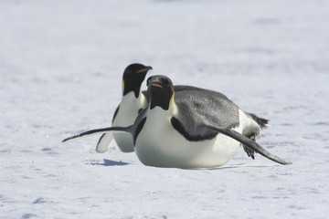 Fototapeta na wymiar Emperor penguins