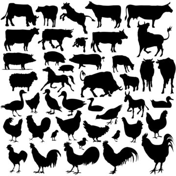 43 pieces of vectoral farm animals silhouettes.