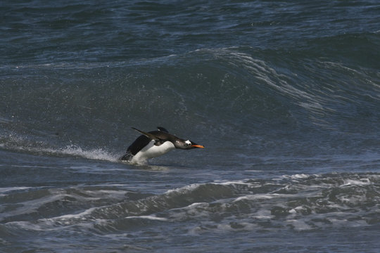 Penguin about to land on the beach
