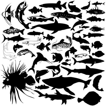 46 pieces of vectoral fish and sea animals silhouettes.