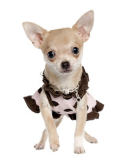 chihuahua puppy (5 months old)