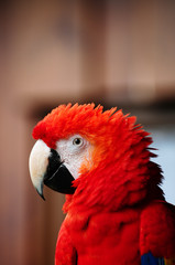 ara © Natallia Vintsik