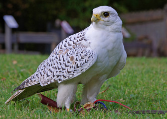 Gerfalke