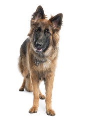german shepherd (1 year old)