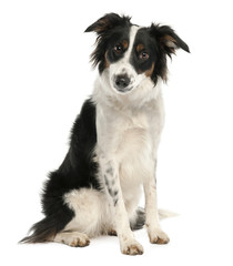 Border Collie (9 months old)