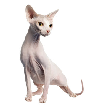 Sphynx (4 years old)