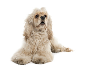 American Cocker Spaniel (9 months old)