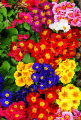 Vivid coloured flowers