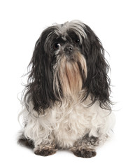 Shih Tzu (4 years old)