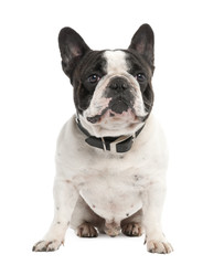 French Bulldog (2 years old)