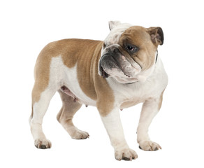 Obraz premium english Bulldog (6 years old)