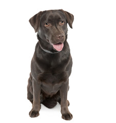 Fototapeta premium Labrador