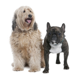 couple of a Mixed-Breed Dog and a french bulldog (7 and 2 years