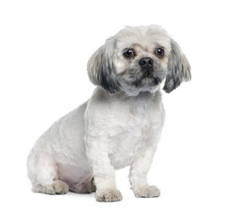 Lhasa Apso (18 months)