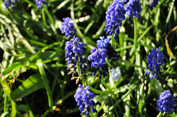 Grape Hyacinth