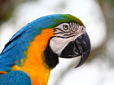 speaking parrot closeup