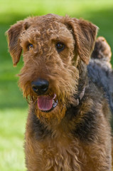 Airedale terrier outdoors