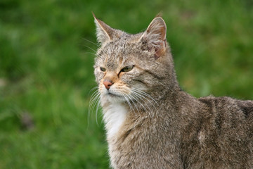 close-up wild european cat