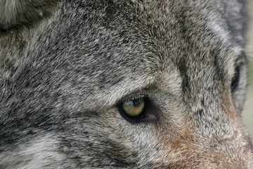 Crédence de cuisine en verre imprimé Loup gros plan d& 39 un oeil de loup