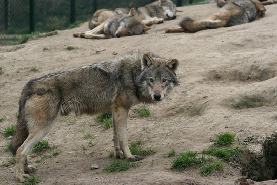 alpha wolf male watching over his sleeping pack